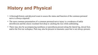 History and Physical
• A thorough history and physical exam to assess the status and function of the common peroneal
nerve is always required.
• The most common presentation of a common peroneal nerve injury is a weakness of ankle
dorsiflexion and the classic resultant foot drop or catching the toes while ambulating.
• There may also be accompanying numbness or paresthesia present along the lateral leg, dorsal foot,
and/or the first toe webspace. Pain may also be present in traumatic cases but is not always present.
 
