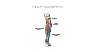 Deep muscles of leg supplied by tibial nerve
 