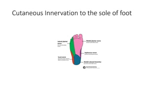 Cutaneous Innervation to the sole of foot
 