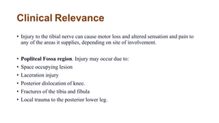Clinical Relevance
• Injury to the tibial nerve can cause motor loss and altered sensation and pain to
any of the areas it supplies, depending on site of involvement.
• Popliteal Fossa region. Injury may occur due to:
• Space occupying lesion
• Laceration injury
• Posterior dislocation of knee.
• Fractures of the tibia and fibula
• Local trauma to the posterior lower leg.
 