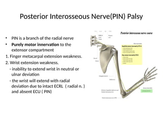 Pin Pain Peripheral nerve injuries lecture for MBS | PPTX