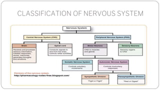 Pns Classification Peripheral nerve injuries.pptx