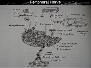 Peripheral Nerve
 