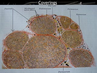 Coverings
 