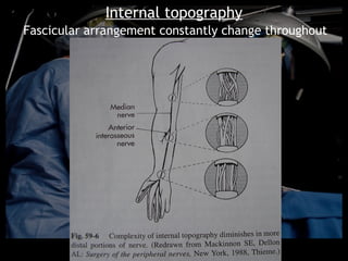Internal topography
Fascicular arrangement constantly change throughout
                     the course
 