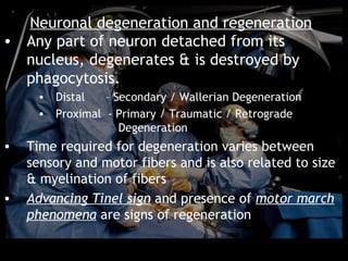 Neuronal degeneration and regeneration
• Any part of neuron detached from its
  nucleus, degenerates & is destroyed by
  phagocytosis.
     • Distal   – Secondary / Wallerian Degeneration
     • Proximal - Primary / Traumatic / Retrograde
                   Degeneration
•   Time required for degeneration varies between
    sensory and motor fibers and is also related to size
    & myelination of fibers
•   Advancing Tinel sign and presence of motor march
    phenomena are signs of regeneration
 