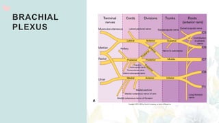 BRACHIAL
PLEXUS
 