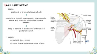 AXILLARY NERVE
• course
post cord of brachial plexus (c5,c6)
posteriorly through quadrangular intermuscular
space with posterior circumflex humeral
vessels
deep to deltoid, it divides into anterior and
posterior branch
• supply:
(m) deltoid, teres minor
(s) upper lateral cutaneous nerve of arm
anterior
branch
posterior
branch
 