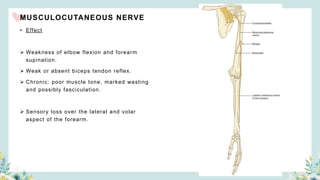 MUSCULOCUTANEOUS NERVE
• Effect
 Weakness of elbow flexion and forearm
supination.
 Weak or absent biceps tendon reflex.
 Chronic: poor muscle tone, marked wasting
and possibly fasciculation.
 Sensory loss over the lateral and volar
aspect of the forearm.
 