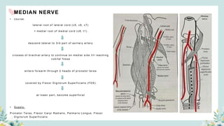 MEDIAN NERVE
• course:
lateral root of lateral cord (c5, c6, c7)
+ medial root of medial cord (c8, t1)
descend lateral to 3rd part of axillary artery
crosses of brachial artery to continue on medial side till reaching
cubital f ossa
enters f orearm through 2 heads of pronator teres
covered by Flexor Digitorum Superficialis (FDS)
at lower part, become superficial
• Supply:
Pronator Teres, Flexor Carpi Radialis, Palmaris Longus, Flexor
Digitorum Superficialis
 