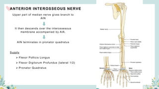 ANTERIOR INTEROSSEOUS NERVE
Upper part of median nerve gives branch to
AIN
It then descends over the interossesous
membrane accompanied by AIA.
AIN terminates in pronator quadratus
Supply
 Flexor Pollicis Longus
 Flexor Digitorum Profundus (lateral 1/2)
 Pronator Quadratus
 