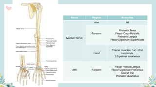 Nerve Region Branches
Median Nerve
Arm Nil
Forearm
Pronator Teres
Flexor Carpi Radialis
Palmaris Longus
Flexor Digitorum Superficialis
Hand
Thenar muscles, 1st + 2nd
lumbricals
3.5 palmar cutaneous
AIN Forearm
Flexor Pollicis Longus
Flexor Digitorum Profundus
(lateral 1/2)
Pronator Quadratus
 