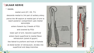 ULNAR NERVE
• course:
medial cord (C7, C8, T1)
descends medial to 3rd part of axillary artery
pierce the IM septum at medial part of arm to
reach posterior compartment upto medial
epicondyle
enters forearm by 2 heads of FCU
and covered by FCU
lower part of arm, become superficial
enters hand superficial to medial flexor
retinaculum (canal of guyon)
lies lateral to pisiform and hook of hamate
at distal border of retinaculum, divides into
superficial and deep branches
FC
U
 
