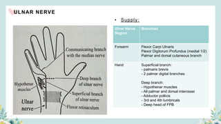 ULNAR NERVE
• Supply:
Ulnar Nerve
Region
Branches
Forearm Flexor Carpi Ulnaris
Flexor Digitorum Profundus (medial 1/2)
Palmar and dorsal cutaneous branch
Hand Superficial branch:
- palmaris brevis
- 2 palmar digital branches
Deep branch:
- Hypothenar muscles
- All palmar and dorsal interossei
- Adductor pollicis
- 3rd and 4th lumbricals
- Deep head of FPB
 