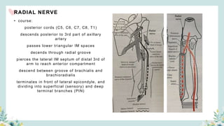 RADIAL NERVE
• course:
posterior cords (C5, C6, C7, C8, T1)
descends posterior to 3rd part of axillary
artery
passes lower triangular IM spaces
decends through radial groove
pierces the lateral IM septum of distal 3rd of
arm to reach anterior compartment
descend between groove of brachialis and
brachioradialis
terminates in front of lateral epicondyle, and
dividing into superficial (sensory) and deep
terminal branches (PIN)
 