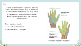At lower part of forearm, superficial (sensory)
branch deviates backward deep to the tendon
of brachioadialis and peirces the deep fascia
it divides into 5 terminal digital branches
which descend superficial to the extensor
retionaculum
These branches supply:
• dorsum lateral 2/3 hand
• dorsum lateral 3 1/2 fingers
 
