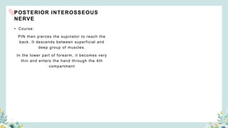 POSTERIOR INTEROSSEOUS
NERVE
• Course:
PIN then pierces the supinator to reach the
back. It descends between superficial and
deep group of muscles.
In the lower part of forearm, it becomes very
thin and enters the hand through the 4th
compartment
 