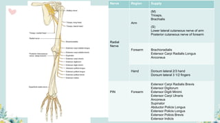 Nerve Region Supply
Radial
Nerve
Arm
(M)
Triceps,
Brachialis
(S)
Lower lateral cutaneous nerve of arm
Posterior cutaneous nerve of forearm
Forearm Brachioradialis
Extensor Carpi Radialis Longus
Anconeus
Hand Dorsum lateral 2/3 hand
Dorsum lateral 3 1/2 fingers
PIN Forearm
Extensor Carpi Radialis Brevis
Extensor Digitorum
Extensor Digiti Minimi
Extensor Carpi Ulnaris
Anconeus
Supinator
Abductor Policis Longus
Extensor Policis Longus
Extensor Policis Brevis
Extensor Indicis
 