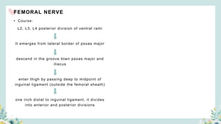 FEMORAL NERVE
• Course:
L2, L3, L4 posterior division of ventral rami
It emerges from lateral border of psoas major
descend in the groove btwn psoas major and
iliacus
enter thigh by passing deep to midpoint of
inguinal ligament (outside the femoral sheath)
one inch distal to inguinal ligament, it divides
into anterior and posterior divisions
 