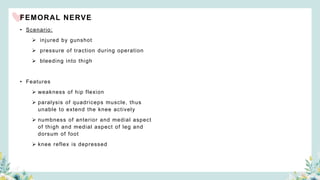 FEMORAL NERVE
• Scenario:
 injured by gunshot
 pressure of traction during operation
 bleeding into thigh
• Features
 weakness of hip flexion
 paralysis of quadriceps muscle, thus
unable to extend the knee actively
 numbness of anterior and medial aspect
of thigh and medial aspect of leg and
dorsum of foot
 knee reflex is depressed
 