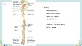 • Supply
 semitendinosus
 semimembranosus
 adductor magnus
 biceps femoris
 Common Peroneal Nerve
 Tibial Nerve
 