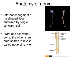 Anatomy of nerve
• Internode: segment of
myelinated fiber
enclosed by single
schwann cell
• From one schwann
cell to the other is an
area sparse in myelin
called node of ranvier
 