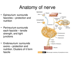 Anatomy of nerve
• Epineurium: surrounds
fascicles – protection and
nutrition
• Perineurium surrounds
each fascicle – tensile
strength, and tight
junctions
• Endoneurium: surrounds
axons – protection and
nutrition. Clusters of it form
fascile
 