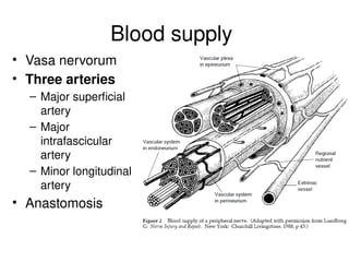 Blood supply
• Vasa nervorum
• Three arteries
– Major superficial
artery
– Major
intrafascicular
artery
– Minor longitudinal
artery
• Anastomosis
 