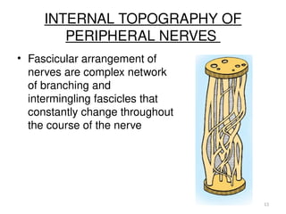 13
INTERNAL TOPOGRAPHY OF
PERIPHERAL NERVES
• Fascicular arrangement of
nerves are complex network
of branching and
intermingling fascicles that
constantly change throughout
the course of the nerve
 