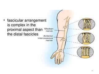 14
• fascicular arrangement
is complex in the
proximal aspect than
the distal fascicles
 