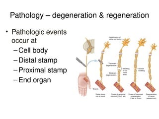 Pathology – degeneration & regeneration
• Pathologic events
occur at
–Cell body
–Distal stamp
–Proximal stamp
–End organ
 
