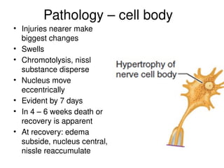 Pathology – cell body
• Injuries nearer make
biggest changes
• Swells
• Chromotolysis, nissl
substance disperse
• Nucleus move
eccentrically
• Evident by 7 days
• In 4 – 6 weeks death or
recovery is apparent
• At recovery: edema
subside, nucleus central,
nissle reaccumulate
 