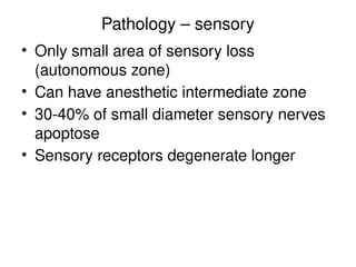Pathology – sensory
• Only small area of sensory loss
(autonomous zone)
• Can have anesthetic intermediate zone
• 30-40% of small diameter sensory nerves
apoptose
• Sensory receptors degenerate longer
 