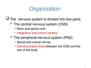 3
Organization
 The nervous system is divided into two parts
 The central nervous system (CNS)
• Brain and spinal cord
• Integrative and control centers
 The peripheral nervous system (PNS)
• Spinal and cranial nerves
• Communication lines between the CNS and the
rest of the body
 