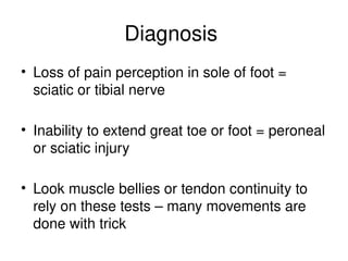 Diagnosis
• Loss of pain perception in sole of foot =
sciatic or tibial nerve
• Inability to extend great toe or foot = peroneal
or sciatic injury
• Look muscle bellies or tendon continuity to
rely on these tests – many movements are
done with trick
 