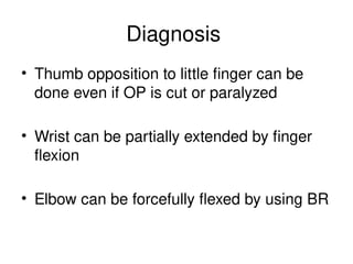 Diagnosis
• Thumb opposition to little finger can be
done even if OP is cut or paralyzed
• Wrist can be partially extended by finger
flexion
• Elbow can be forcefully flexed by using BR
 