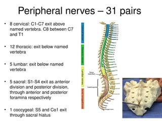 Peripheral nerves – 31 pairs
• 8 cervical: C1-C7 exit above
named vertebra. C8 between C7
and T1
• 12 thoracic: exit below named
vertebra
• 5 lumbar: exit below named
vertebra
• 5 sacral: S1-S4 exit as anterior
division and posterior division,
through anterior and posterior
foramina respectively
• 1 coccygeal: S5 and Co1 exit
through sacral hiatus
 
