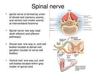 Spinal nerve
• spinal nerve is formed by union
of dorsal root (sensory axons) ,
and ventral root (motor axons)
at intervertebral foramina
• Spinal nerve: two way road
(both efferent and afferent
pathways)
• Dorsal root: one way in, and cell
bodies located at dorsal root
ganglion (cluster of nerve cell
bodies)
• Ventral root: one way out, and
cell bodies located within grey
matter of spinal cord
 