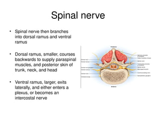 Spinal nerve
• Spinal nerve then branches
into dorsal ramus and ventral
ramus
• Dorsal ramus, smaller, courses
backwards to supply paraspinal
muscles, and posterior skin of
trunk, neck, and head
• Ventral ramus, larger, exits
laterally, and either enters a
plexus, or becomes an
intercostal nerve
 