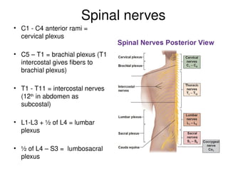 Spinal nerves
• C1 - C4 anterior rami =
cervical plexus
• C5 – T1 = brachial plexus (T1
intercostal gives fibers to
brachial plexus)
• T1 - T11 = intercostal nerves
(12th
in abdomen as
subcostal)
• L1-L3 + ½ of L4 = lumbar
plexus
• ½ of L4 – S3 = lumbosacral
plexus
 