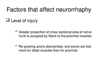 Factors that affect neurorrhaphy
 Level of injury
 Greater proportion of cross sectional area of nerve
trunk is occupied by fibers to the proximal muscles
 Re-growing axons disorientate, and axons are lost
more for distal muscles than for proximal
 