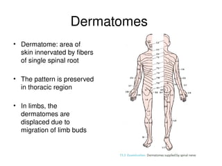 Dermatomes
• Dermatome: area of
skin innervated by fibers
of single spinal root
• The pattern is preserved
in thoracic region
• In limbs, the
dermatomes are
displaced due to
migration of limb buds
 