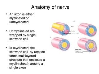 Anatomy of nerve
• An axon is either
myelinated or
unmyelinated
• Unmyelinated are
wrapped by single
schwann cell
• In myelinated, the
schwann cell by rotation
forms multilayered
structure that encloses a
myelin sheath around a
single axon
 