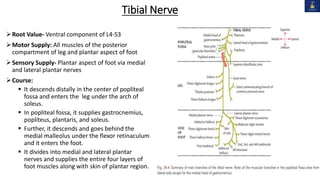 Tibial Nerve
Root Value- Ventral component of L4-S3
Motor Supply: All muscles of the posterior
compartment of leg and plantar aspect of foot
Sensory Supply- Plantar aspect of foot via medial
and lateral plantar nerves
Course:
 It descends distally in the center of popliteal
fossa and enters the leg under the arch of
soleus.
 In popliteal fossa, it supplies gastrocnemius,
popliteus, plantaris, and soleus.
 Further, it descends and goes behind the
medial malleolus under the flexor retinaculum
and it enters the foot.
 It divides into medial and lateral plantar
nerves and supplies the entire four layers of
foot muscles along with skin of plantar region.
 