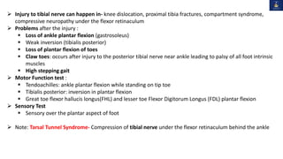  Injury to tibial nerve can happen in- knee dislocation, proximal tibia fractures, compartment syndrome,
compressive neuropathy under the flexor retinaculum
 Problems after the injury :
 Loss of ankle plantar flexion (gastrosoleus)
 Weak inversion (tibialis posterior)
 Loss of plantar flexion of toes
 Claw toes: occurs after injury to the posterior tibial nerve near ankle leading to palsy of all foot intrinsic
muscles
 High stepping gait
 Motor Function test :
 Tendoachilles: ankle plantar flexion while standing on tip toe
 Tibialis posterior: inversion in plantar flexion
 Great toe flexor hallucis longus(FHL) and lesser toe Flexor Digitorum Longus (FDL) plantar flexion
 Sensory Test
 Sensory over the plantar aspect of foot
 Note: Tarsal Tunnel Syndrome- Compression of tibial nerve under the flexor retinaculum behind the ankle
 