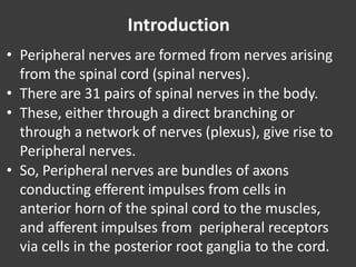 • Peripheral nerves are formed from nerves arising
from the spinal cord (spinal nerves).
• There are 31 pairs of spinal nerves in the body.
• These, either through a direct branching or
through a network of nerves (plexus), give rise to
Peripheral nerves.
• So, Peripheral nerves are bundles of axons
conducting efferent impulses from cells in
anterior horn of the spinal cord to the muscles,
and afferent impulses from peripheral receptors
via cells in the posterior root ganglia to the cord.
Introduction
 