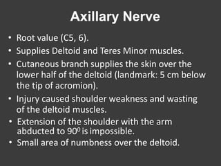 Axillary Nerve
• Root value (C5, 6).
• Supplies Deltoid and Teres Minor muscles.
• Cutaneous branch supplies the skin over the
lower half of the deltoid (landmark: 5 cm below
the tip of acromion).
• Injury caused shoulder weakness and wasting
of the deltoid muscles.
• Extension of the shoulder with the arm
abducted to 900 is impossible.
• Small area of numbness over the deltoid.
 