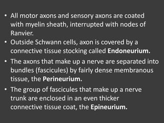 • All motor axons and sensory axons are coated
with myelin sheath, interrupted with nodes of
Ranvier.
• Outside Schwann cells, axon is covered by a
connective tissue stocking called Endoneurium.
• The axons that make up a nerve are separated into
bundles (fascicules) by fairly dense membranous
tissue, the Perineurium.
• The group of fascicules that make up a nerve
trunk are enclosed in an even thicker
connective tissue coat, the Epineurium.
 