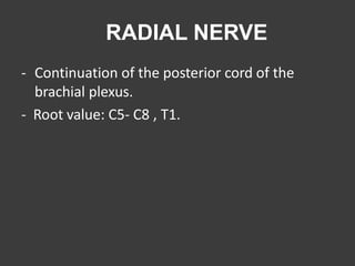 RADIAL NERVE
- Continuation of the posterior cord of the
brachial plexus.
- Root value: C5- C8 , T1.
 