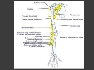 Peripheral Nerve Injury (Part-I)